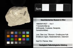 Foto (Objekt + Etiketten) von ? Goniodromites sp. 